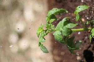 Green plant in the rain photo