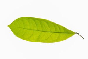 Green leaf on white background photo