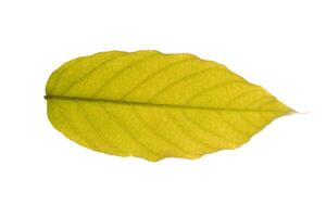 Yellow leaf on white background photo