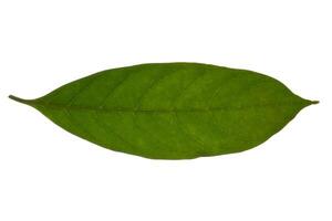 Green leaf on white background photo