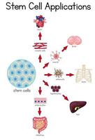 Informative poster of stem cell applications vector