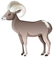 Desert Bighorn Sheep isolated on white background vector