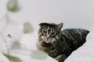 gato atigrado marrón en ropa de cama foto