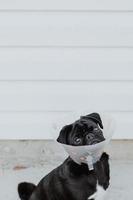 Black pug puppy wearing a surgery cone