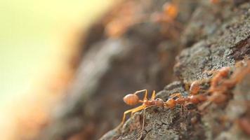 Red weaver ant on tree. video