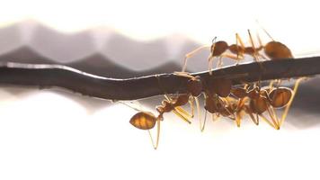 formica tessitrice rossa lavorando, camminando.