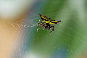 Horned spider (Gasteracantha doriae) in it's web photo