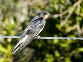 Young Swallow sitting on wire photo