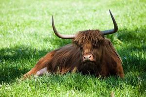 Scottish highland cow over green grass photo