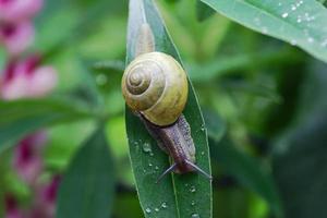 Snail on a leaf photo