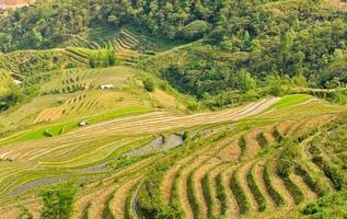 arroz en terrazas en el norte de vietnam