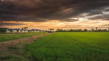 Rice field near a community in Thailand
