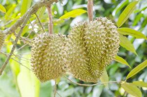 Durian in orchards yield photo