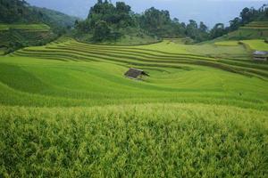 Terraced fields in Mu Cang Chai, Ha Giang photo