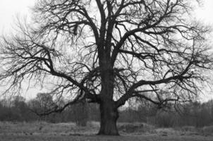 Huge oak photo