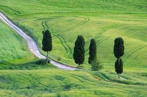 Tuscany cypress trees with track