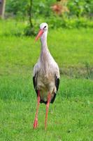 white stork photo