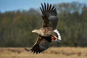 Eagle in flight photo