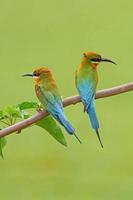 Blue tailed bee eaters on green canvas