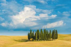 Cypress memories of holidays in Tuscany, Italy photo