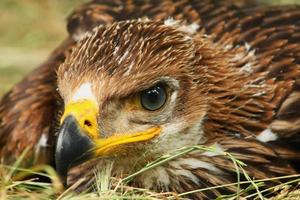Young Imperial Eagle head shot