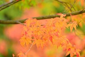 colores de otoño en el norte de japón foto
