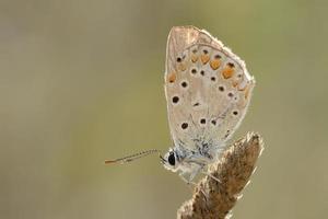Pearly Heath butterfly.