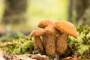 Edible mushrooms species,red-capped photo