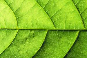 Macro background leaf pattern photo