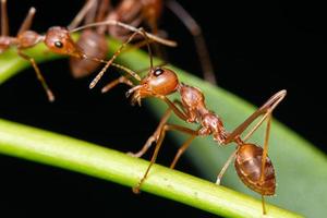 hormigas rojas en las hojas foto