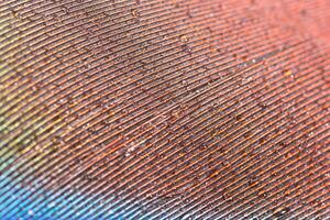 Drops of water on a feather photo