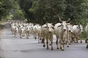 Herd of Indian cows photo