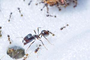 Prong ants macro photo