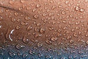 gotas de agua en una pluma foto