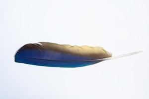 pluma sobre fondo blanco foto