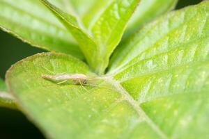 Macro insect chironomids in nature photo