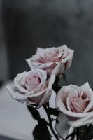 Three pink roses photo