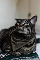 Brown and gray tabby cat photo