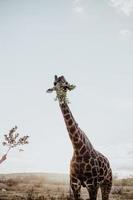 Giraffe eating plants from a person photo