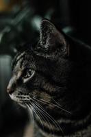 perfil lateral de un gato negro y gris foto
