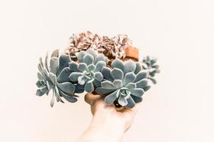 Person holding a green succulent plant photo