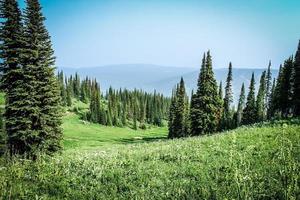 Grassy field with trees photo