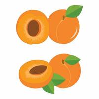 Apricots with leaf and half apricot set vector