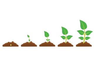 Phases of plant growth vector