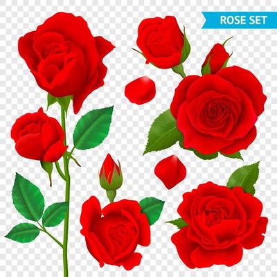 Realistic rose flower bud set