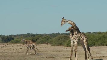 Giraffes fighting video