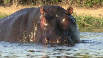 hipopótamo avançando ameaçadoramente em direção à câmera, botsuana video