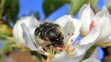 Escarabajo comiendo polen en una flor de grosella