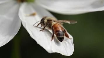 Close up of a bee on white blossom