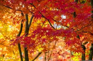 Colorful autumn, red, orange and gold leaf background